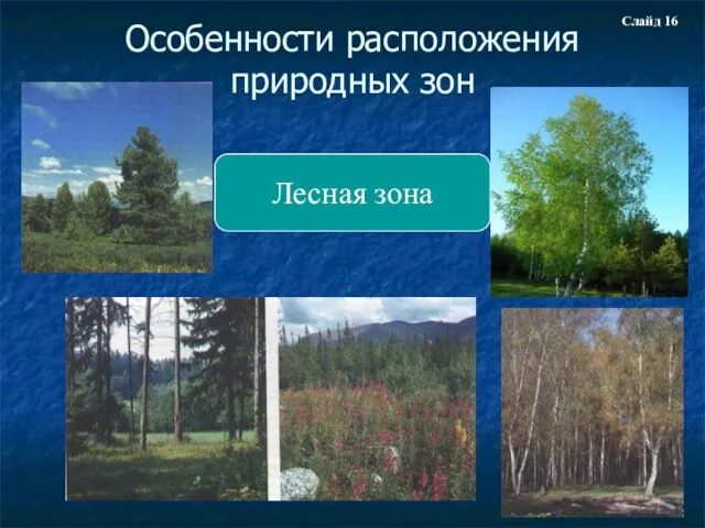 Особенности расположения природных зон Лесная зона Слайд 16