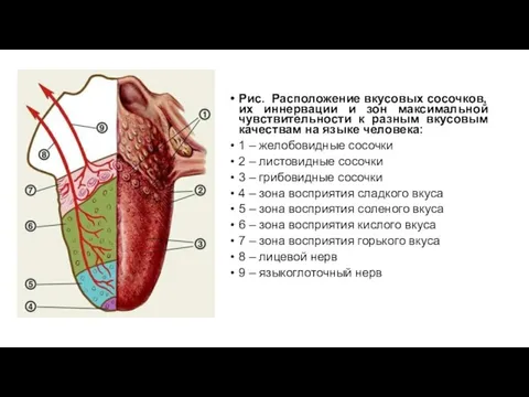 Рис. Расположение вкусовых сосочков, их иннервации и зон максимальной чувствительности