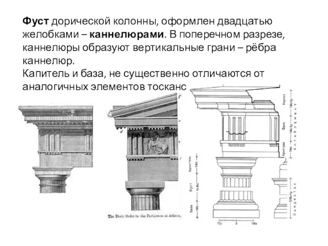 Фуст дорической колонны, оформлен двадцатью желобками – каннелюрами. В поперечном