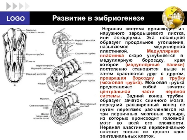 Развитие в эмбриогенезе Нервная система происходит из наружного зародышевого листка,