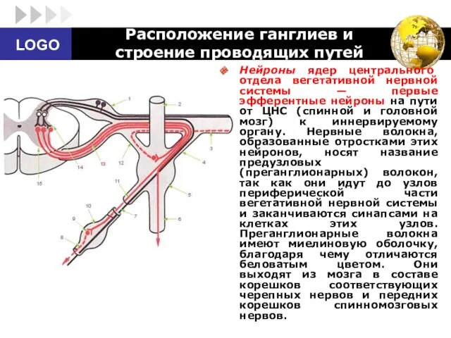 Расположение ганглиев и строение проводящих путей Нейроны ядер центрального отдела