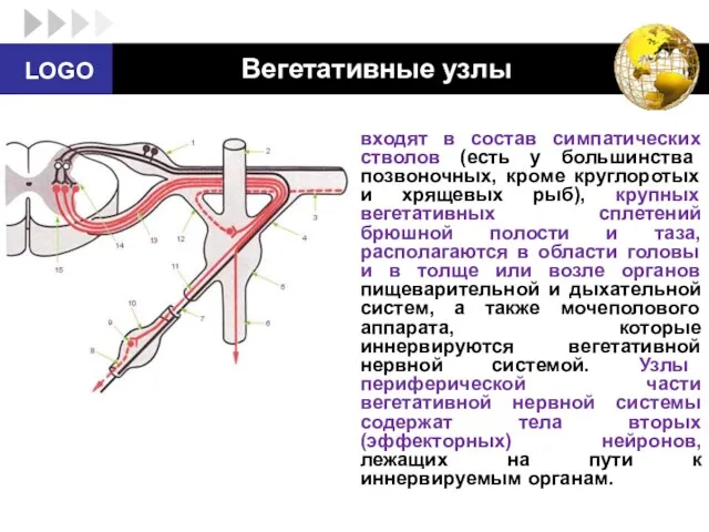 Вегетативные узлы входят в состав симпатических стволов (есть у большинства