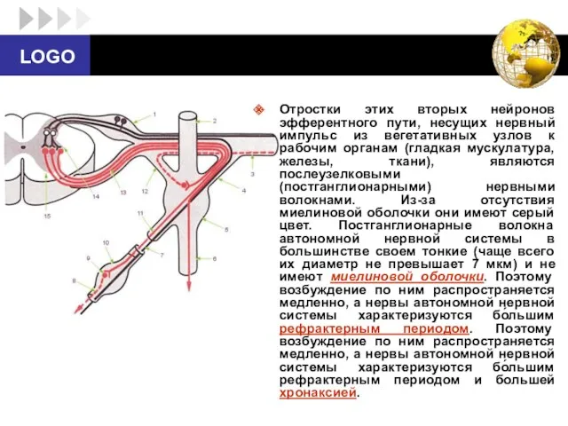 Отростки этих вторых нейронов эфферентного пути, несущих нервный импульс из