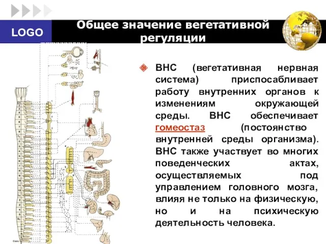 Общее значение вегетативной регуляции ВНС (вегетативная нервная система) приспосабливает работу