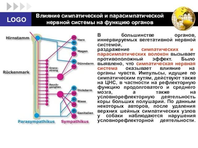 Влияние симпатической и парасимпатической нервной системы на функцию органов В