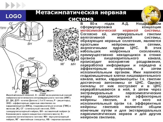 В 80-х годах А.Д. Ноздрачевым сформулирована концепция метасимпатической нервной системы.