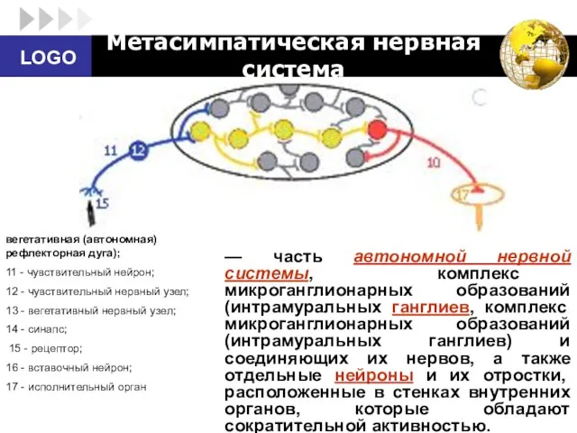 Метасимпатическая нервная система — часть автономной нервной системы, комплекс микроганглионарных