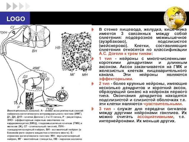 В стенке пищевода, желудка, кишечника имеется 3 связанных между собой