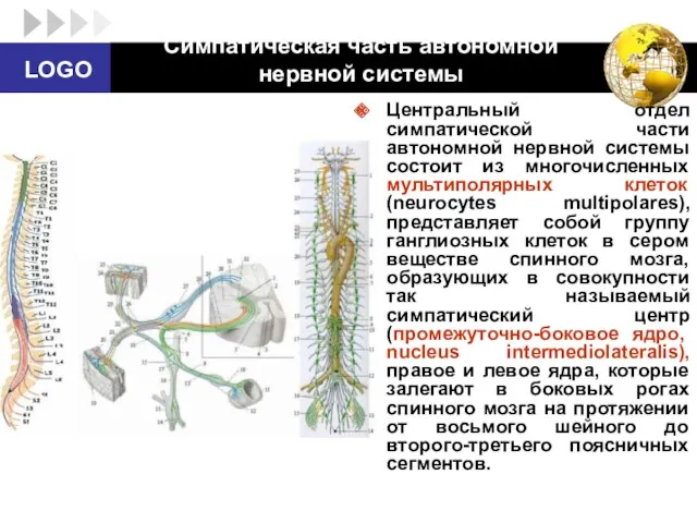 Симпатическая часть автономной нервной системы Центральный отдел симпатической части автономной