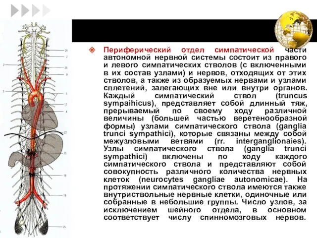 Периферический отдел симпатической части автономной нервной системы состоит из правого