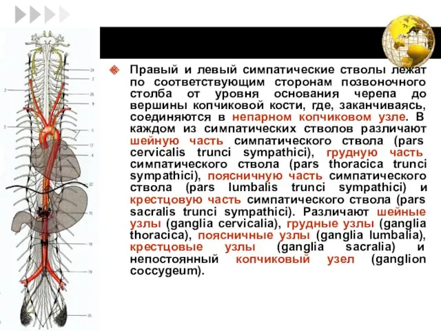 Правый и левый симпатические стволы лежат по соответствующим сторонам позвоночного