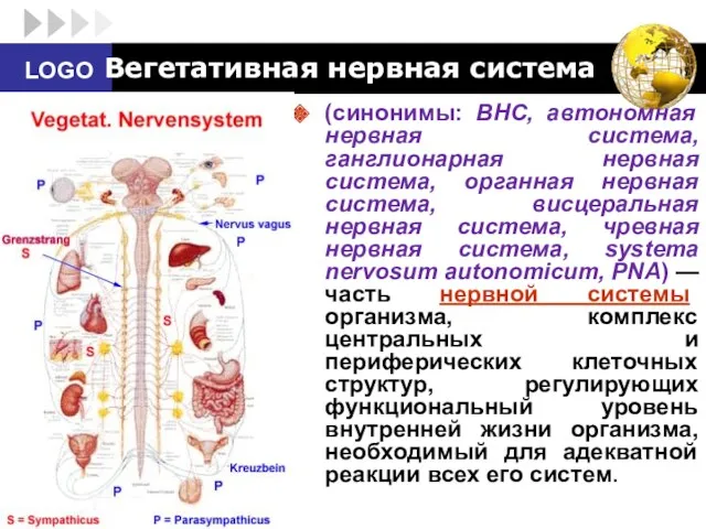 Вегетативная нервная система (синонимы: ВНС, автономная нервная система, ганглионарная нервная