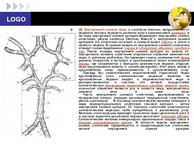 (2) Внутренний сонный нерв, n. caroticus internus, направляется от верхнего