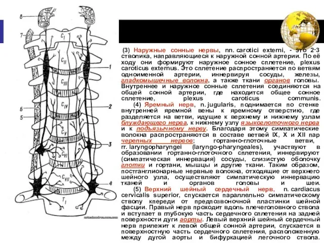 (3) Наружные сонные нервы, nn. carotici externi, - это 2‑3