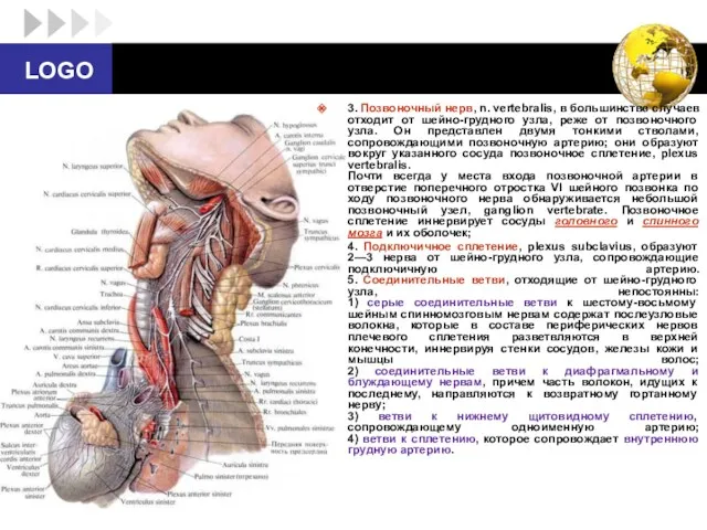 3. Позвоночный нерв, n. vertebralis, в большинстве случаев отходит от