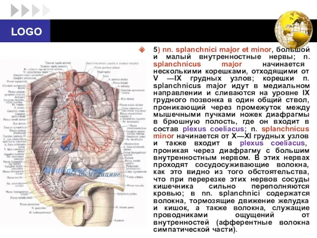 5) nn. splanchnici major et minor, большой и малый внутренностные