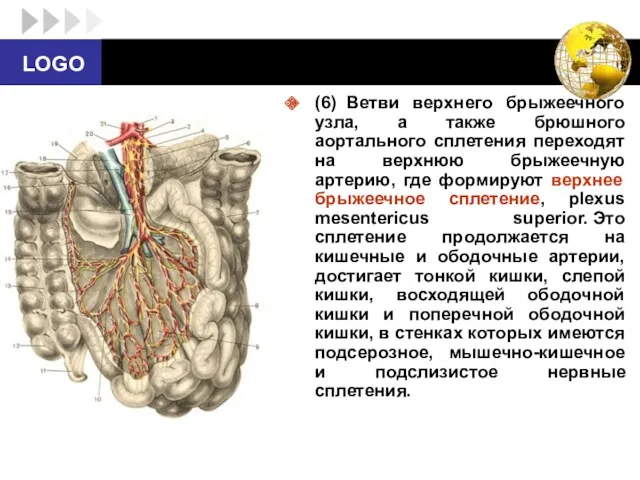 (6) Ветви верхнего брыжеечного узла, а также брюшного аортального сплетения