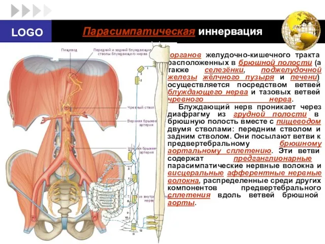 Парасимпатическая иннервация органов желудочно-кишечного тракта расположенных в брюшной полости (а