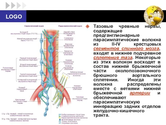 Тазовые чревные нервы, содержащие предганглионарные парасимпатические волокна из II-IV крестцовых