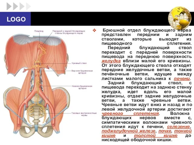 Брюшной отдел блуждающего нерва представлен передним и задним стволами, которые