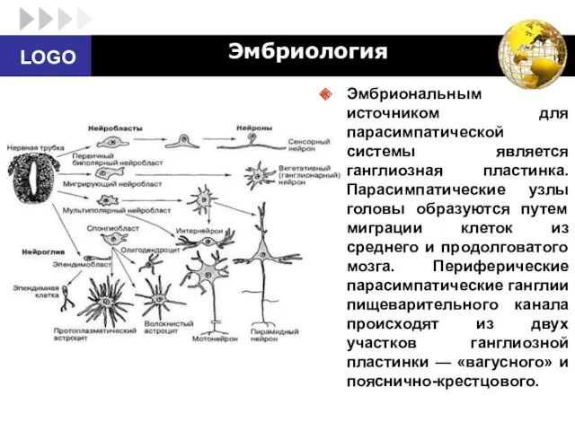 Эмбриология Эмбриональным источником для парасимпатической системы является ганглиозная пластинка. Парасимпатические