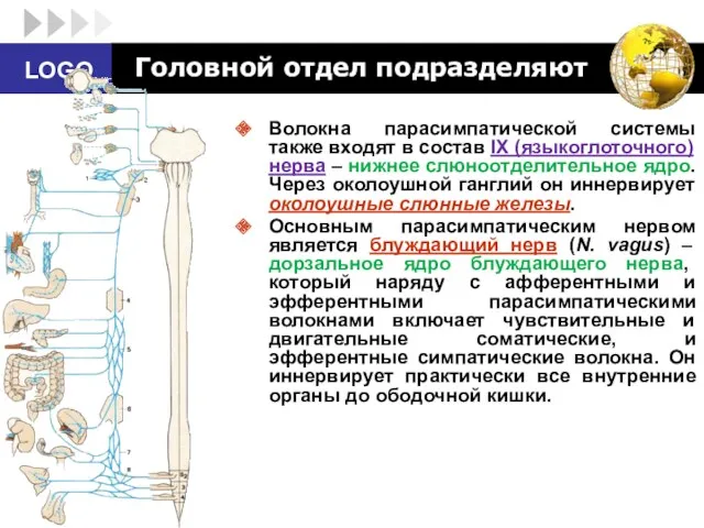 Головной отдел подразделяют Волокна парасимпатической системы также входят в состав