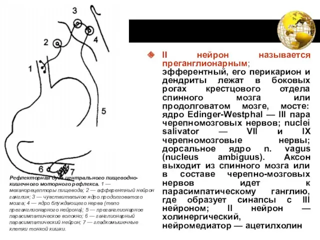 II нейрон называется преганглионарным; эфферентный, его перикарион и дендриты лежат