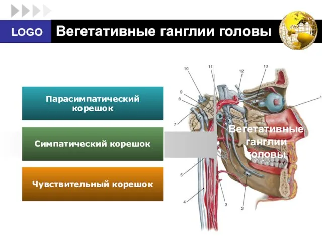 Вегетативные ганглии головы Парасимпатический корешок Симпатический корешок Чувствительный корешок Вегетативные ганглии головы