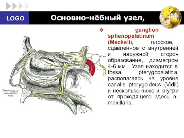 Основно-нёбный узел, ganglion sphenopalatinum (Meckeli), плоское, сдавленное с внутренней и