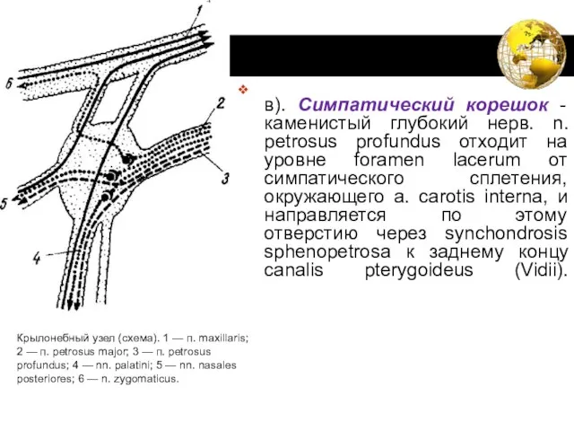 в). Симпатический корешок - каменистый глубокий нерв. n. petrosus profundus