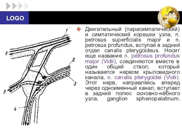 Двигательный (парасимпатический) и симпатический корешки узла, n. petrosus superficialis major