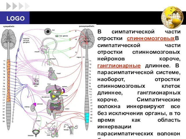 В симпатической части отростки спинномозговыхВ симпатической части отростки спинномозговых нейронов