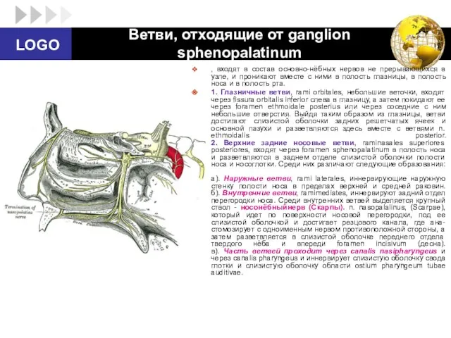 Ветви, отходящие от ganglion sphenopalatinum , входят в состав основно-нёбных