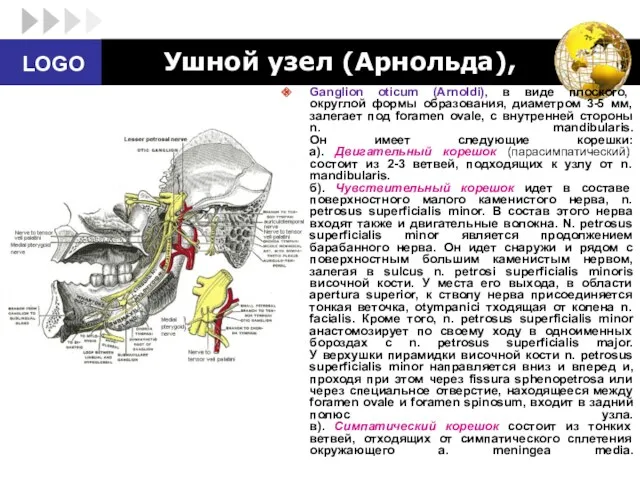 Ушной узел (Арнольда), Ganglion oticum (Arnoldi), в виде плоского, округлой