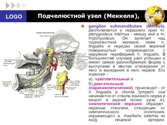 Подчелюстной узел (Меккеля), ganglion submandibulare (Meckeli), располагается у переднего края