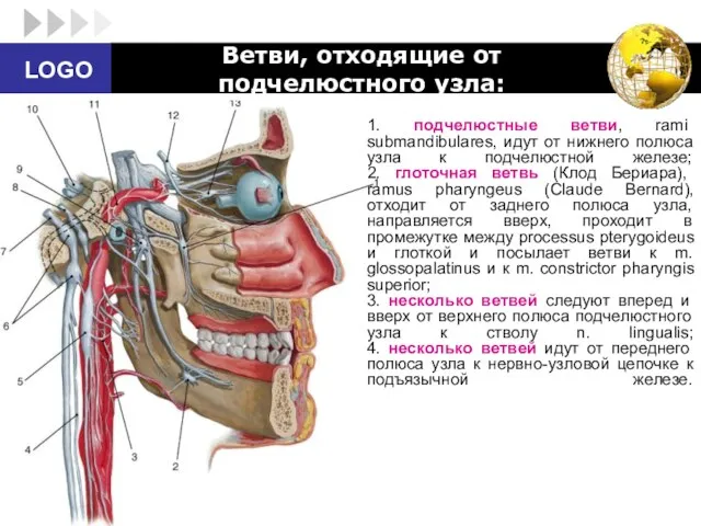 Ветви, отходящие от подчелюстного узла: 1. подчелюстные ветви, rami submandibulares,