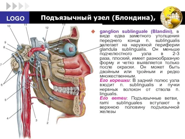 Подъязычный узел (Блондина), ganglion sublinguale (Blandini), в виде едва заметного