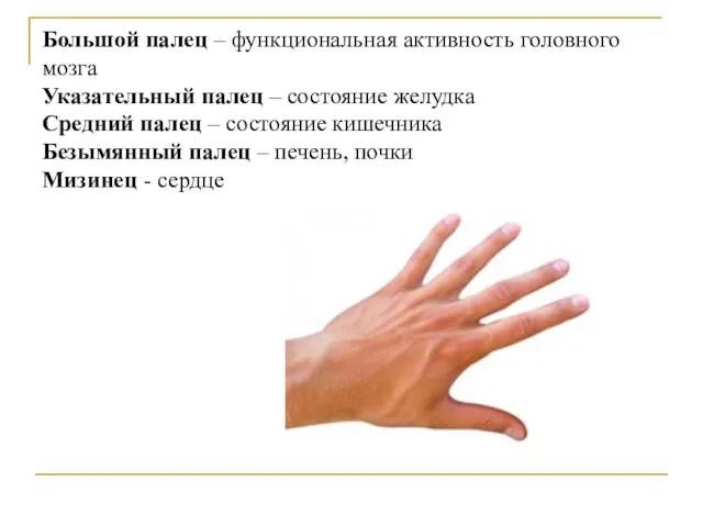 Большой палец – функциональная активность головного мозга Указательный палец –