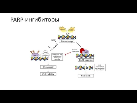 PARP-ингибиторы