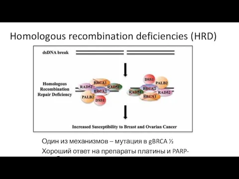 Homologous recombination deficiencies (HRD) Один из механизмов – мутация в