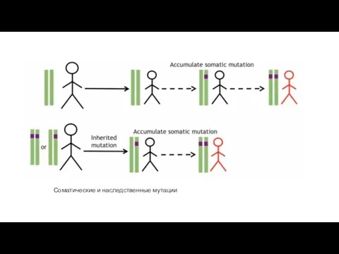 Соматические и наследственные мутации