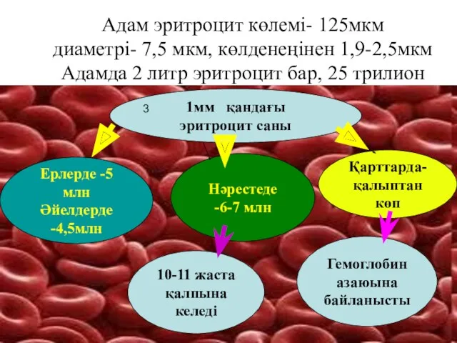 Ерлерде -5млн Әйелдерде -4,5млн Адам эритроцит көлемі- 125мкм диаметрі- 7,5