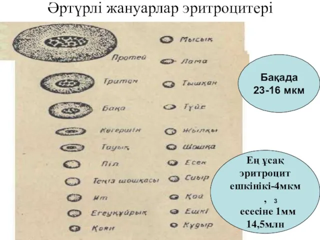 Әртүрлі жануарлар эритроцитері Ең ұсақ эритроцит ешкінікі-4мкм, есесіне 1мм 14,5млн 3 Бақада 23-16 мкм