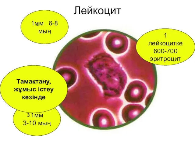 Лейкоцит 1мм 6-8 мың 3 1 лейкоцитке 600-700 эритроцит 1мм