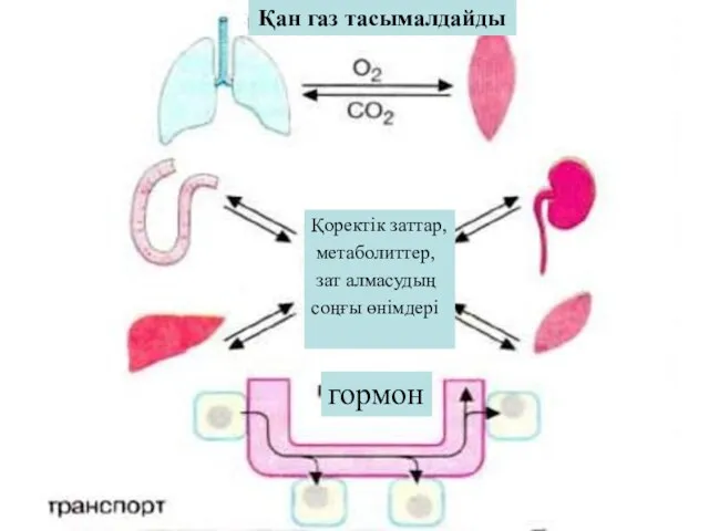 Қан газ тасымалдайды Қоректік заттар, метаболиттер, зат алмасудың соңғы өнімдері гормон