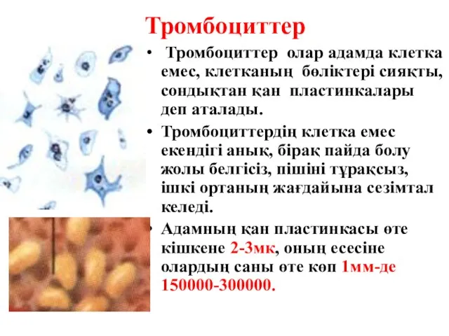 Тромбоциттер Тромбоциттер олар адамда клетка емес, клетканың бөліктері сияқты, сондықтан