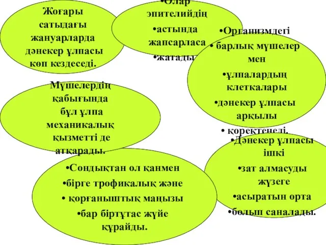 Жоғары сатыдағы жануарларда дәнекер ұлпасы көп кездеседі. Олар эпителийдің астында