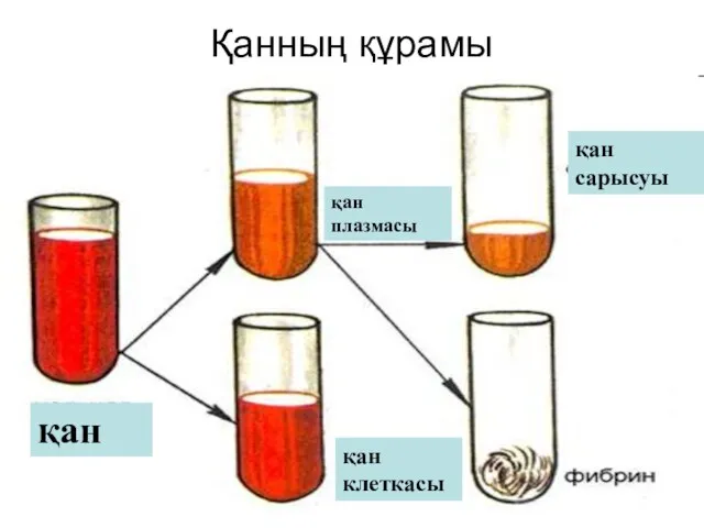 Қанның құрамы қан сарысуы қан клеткасы қан плазмасы қан