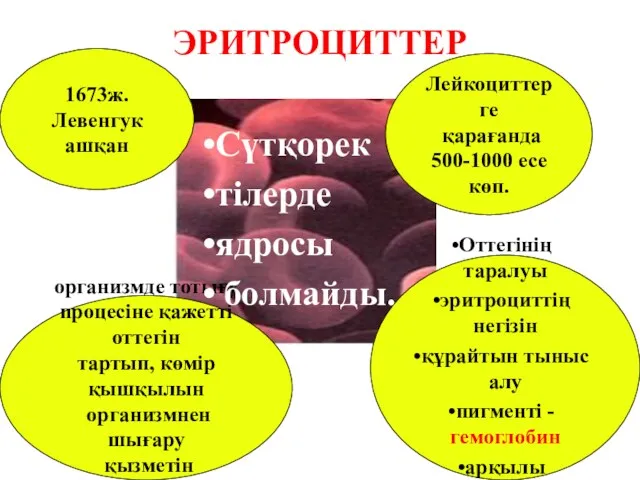 ЭРИТРОЦИТТЕР 1673ж. Левенгук ашқан Лейкоциттерге қарағанда 500-1000 есе көп. организмде