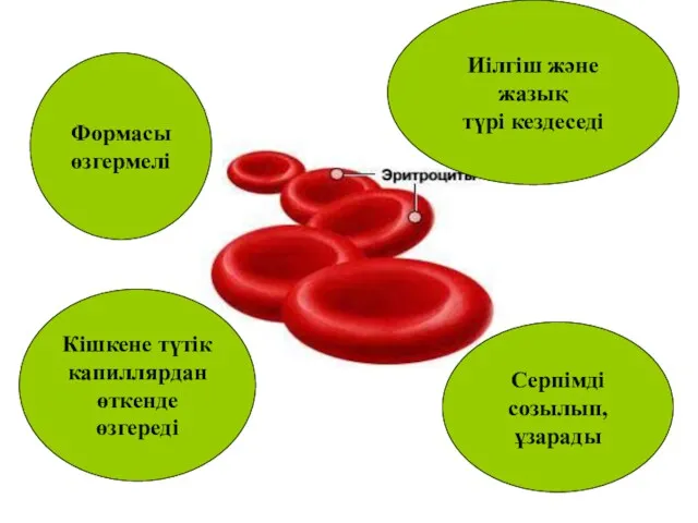 Формасы өзгермелі Иілгіш және жазық түрі кездеседі Серпімді созылып, ұзарады Кішкене түтік капиллярдан өткенде өзгереді